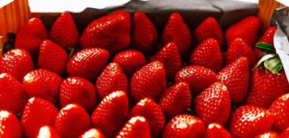 埃及新鮮草莓出口正處于高點(diǎn)
